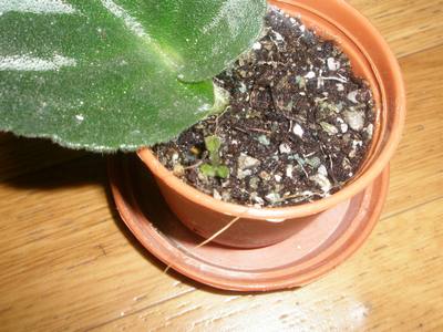 African violet_P2020161.JPG